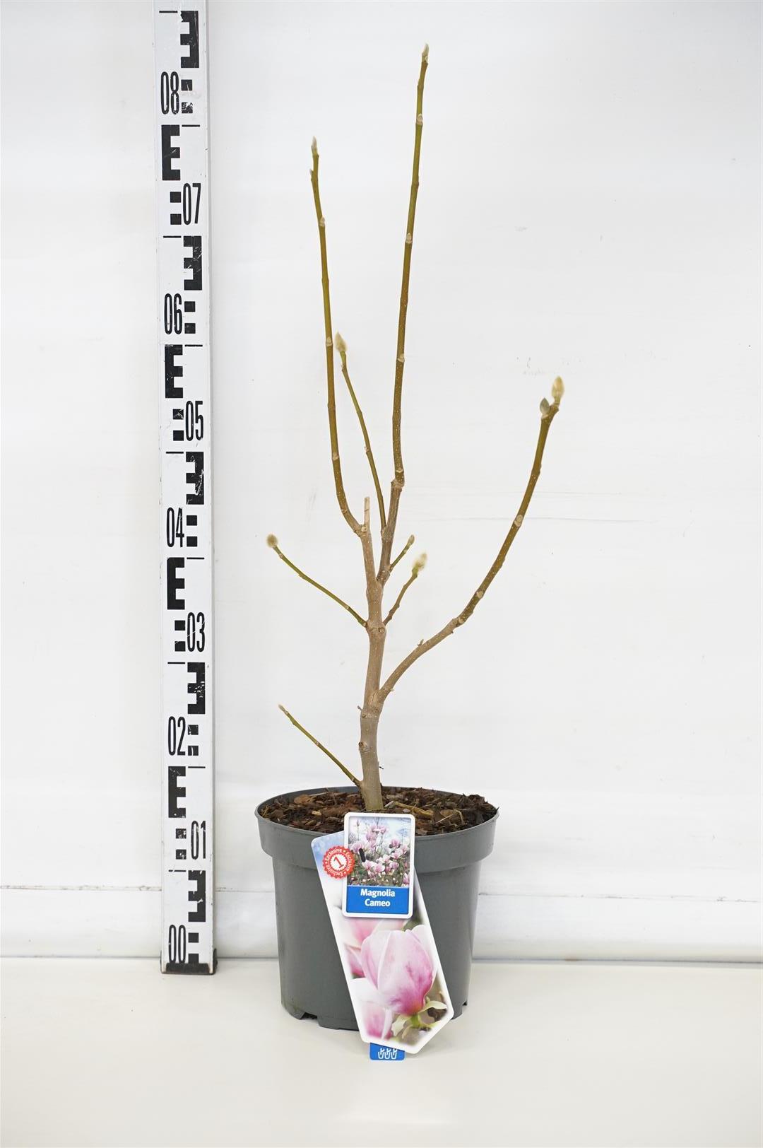 Magnolia &