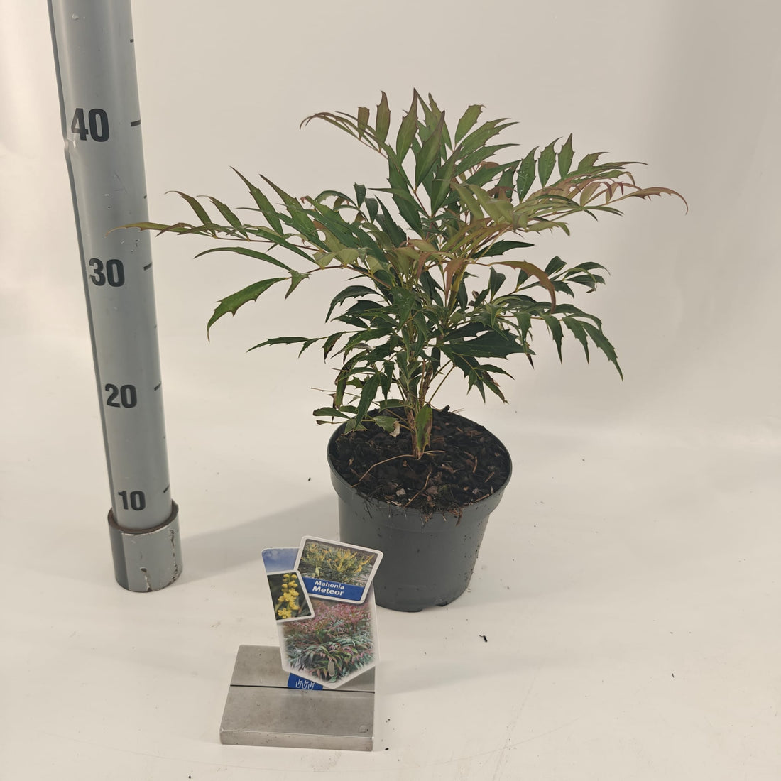 Mahonia eur. &
