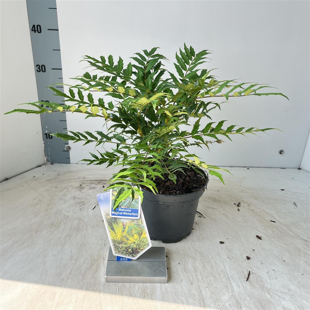 Mahonia &