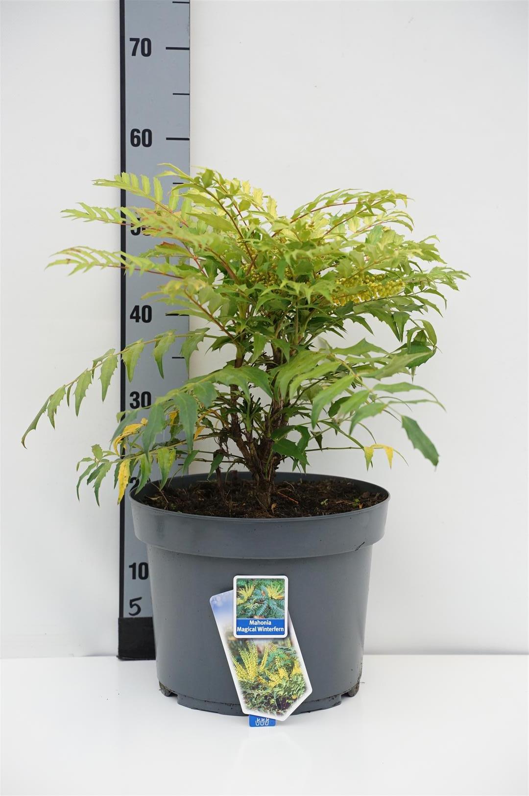 Mahonia &
