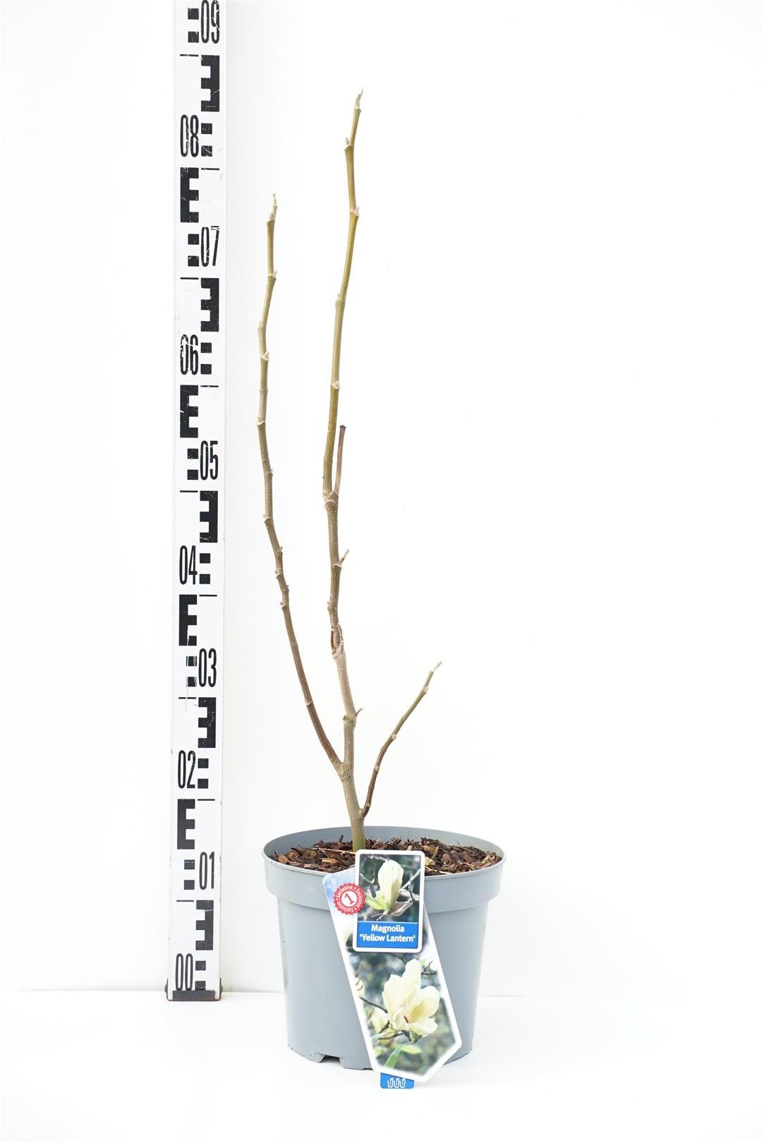 Magnolia &