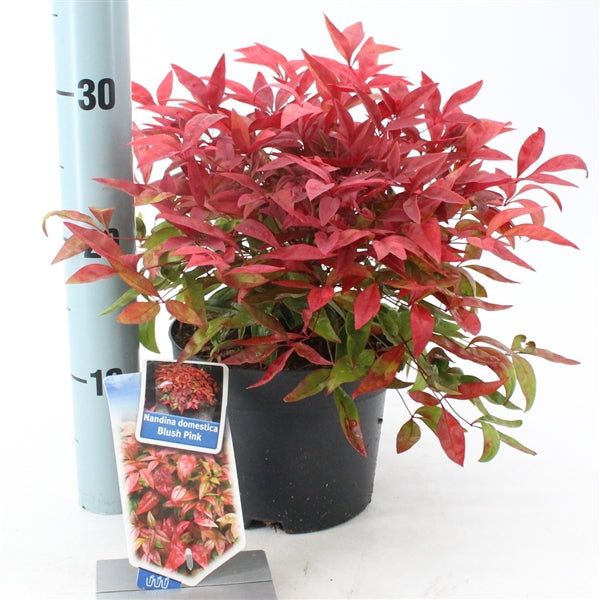 Nandina domestica &