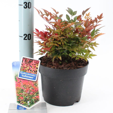 Nandina dom. 'Gulf Stream'