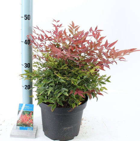 Nandina dom. 'Obsessed'