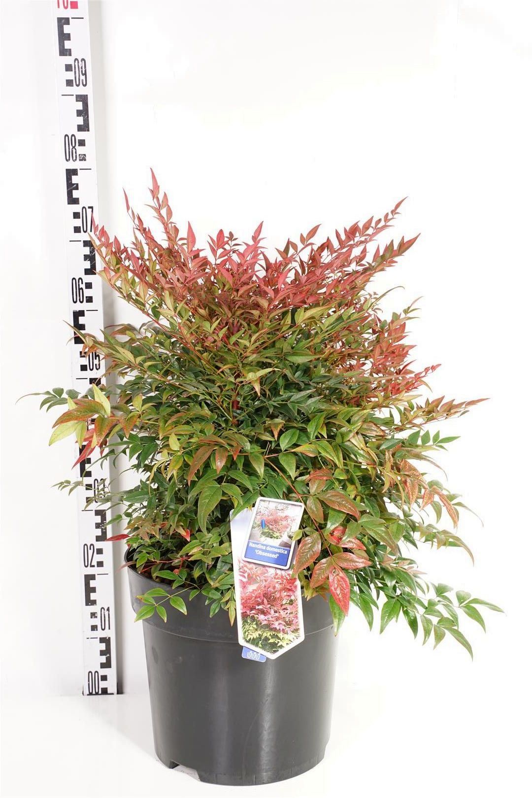 Himmelsbambu dom. &