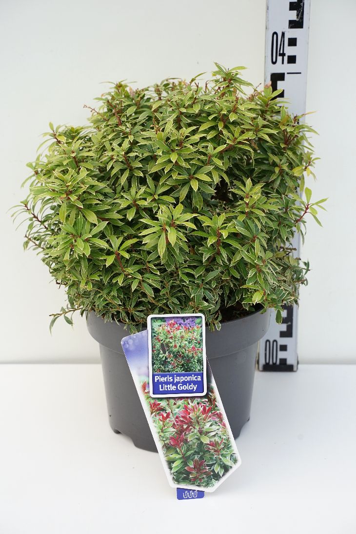 Pieris japonica &