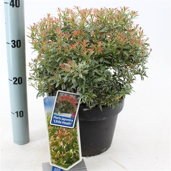 Pieris jap. &