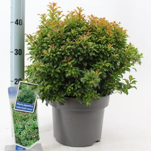 Pieris japonica &