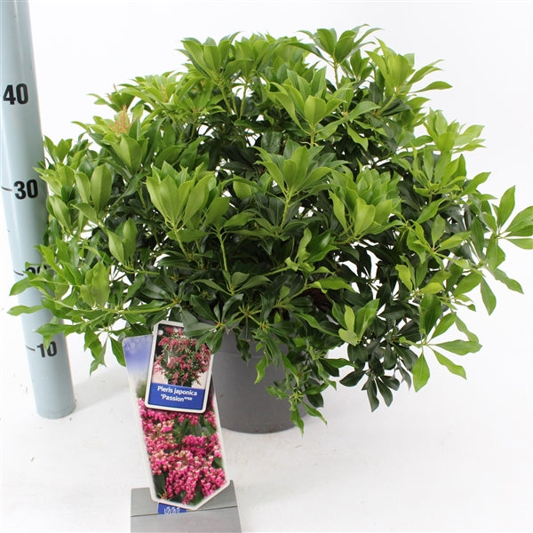 Pieris jap. &