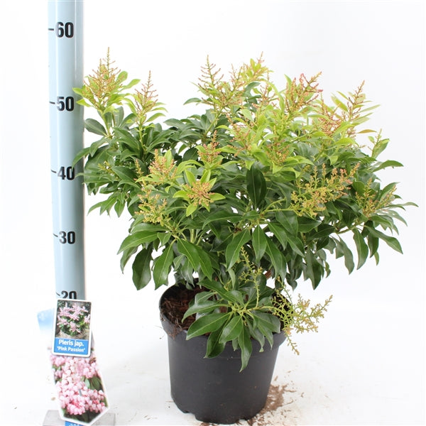 Pieris jap. &