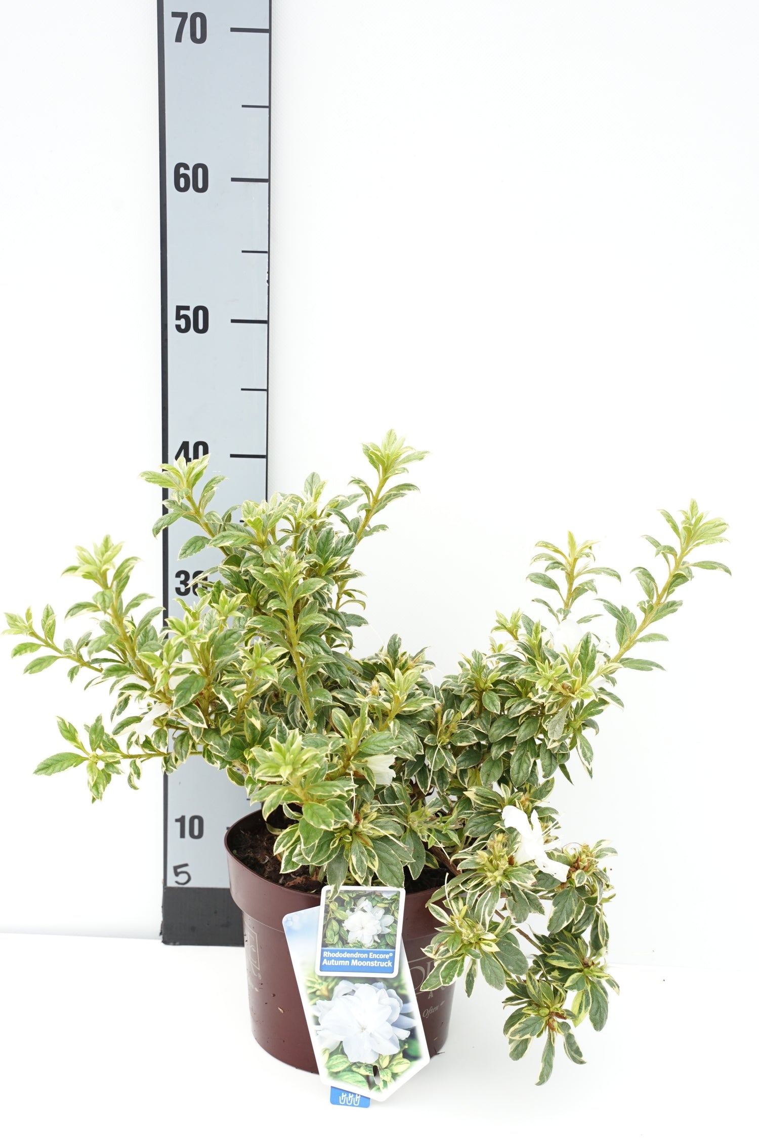 Rhododendron &