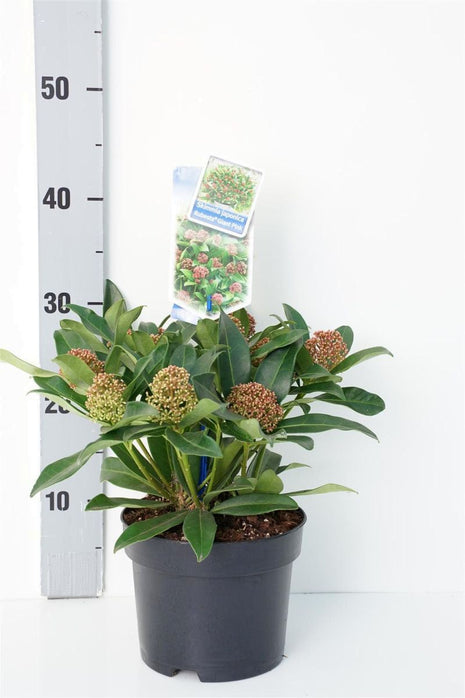 Skimmia jap. 'Rubesta® Giant Pink'