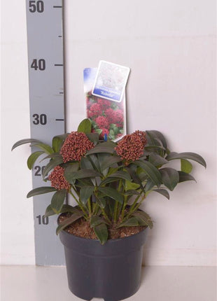 Skimmia j. 'Rubella'