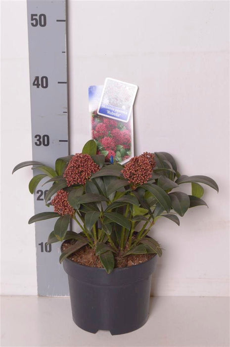 Skimmia j. 'Rubella'