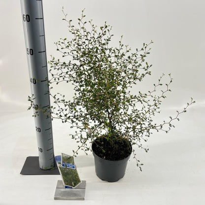 Sophora &