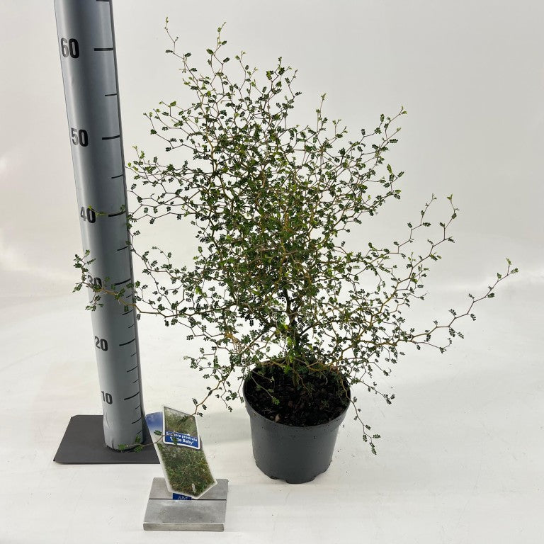 Sophora &