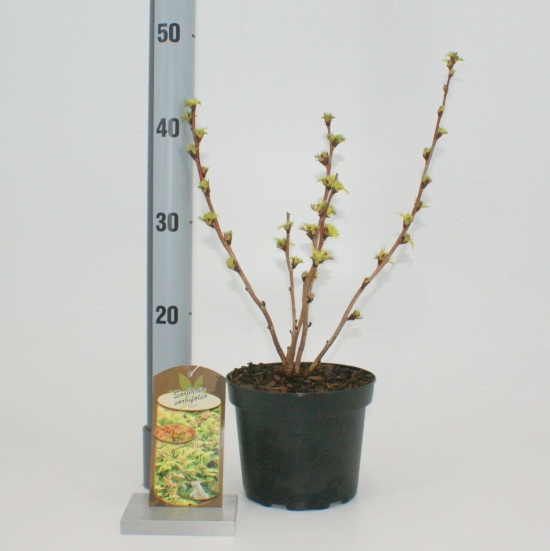 Rönnspirea sorb. &