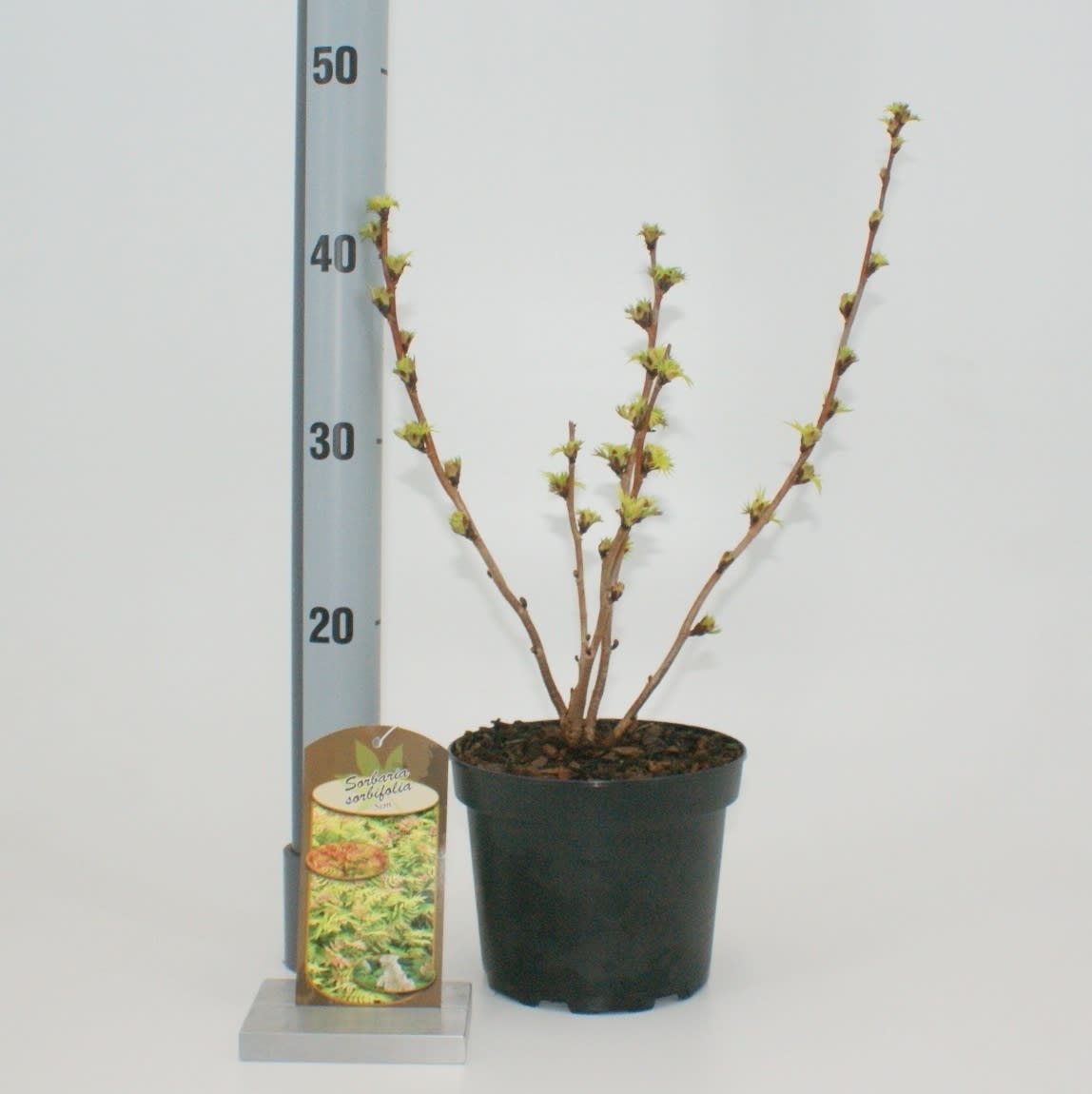 Rönnspirea sorb. &