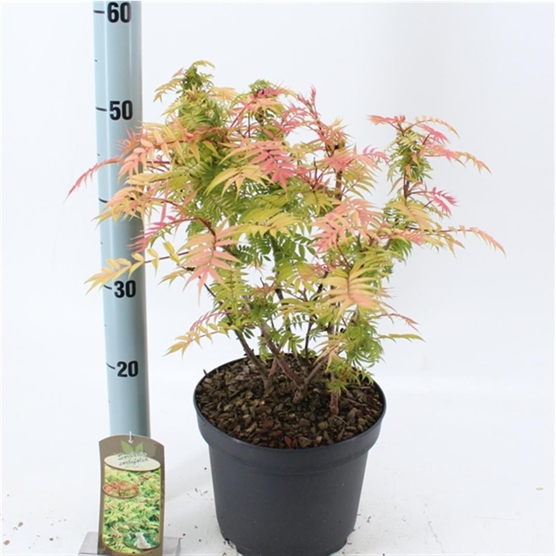 Rönnspirea sorb. &