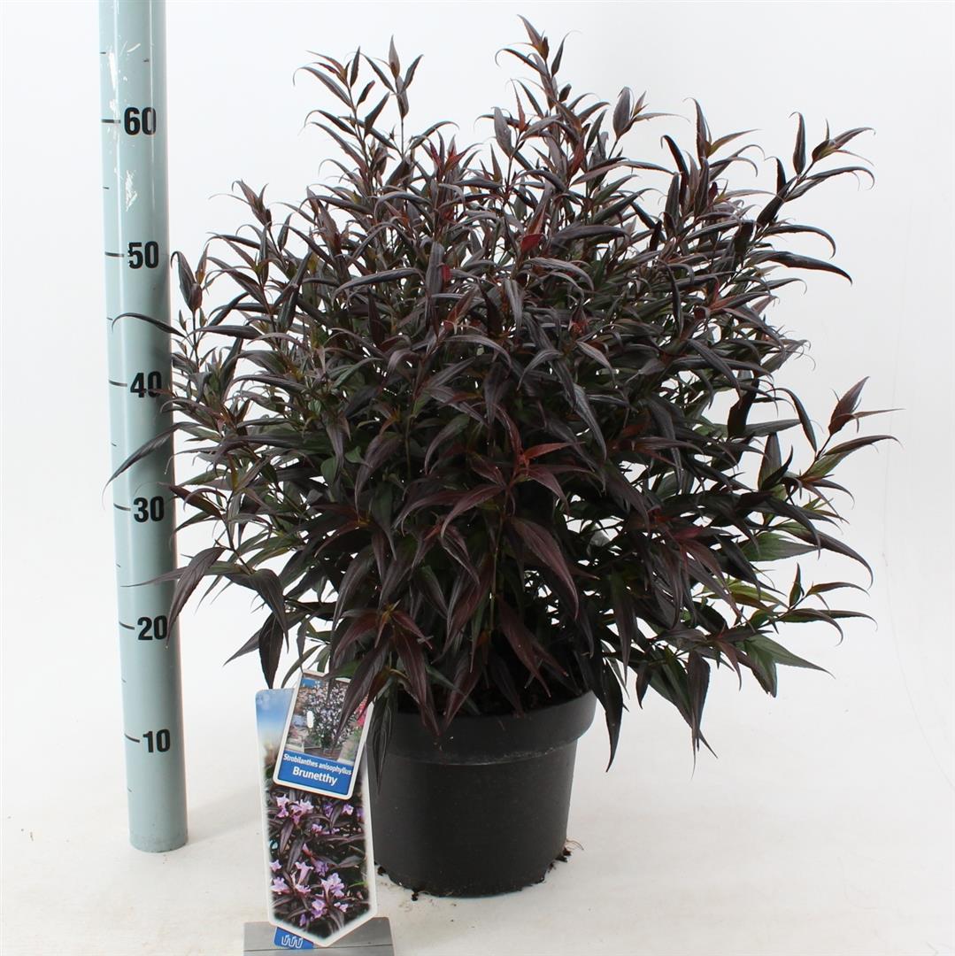 Strobilanthes &