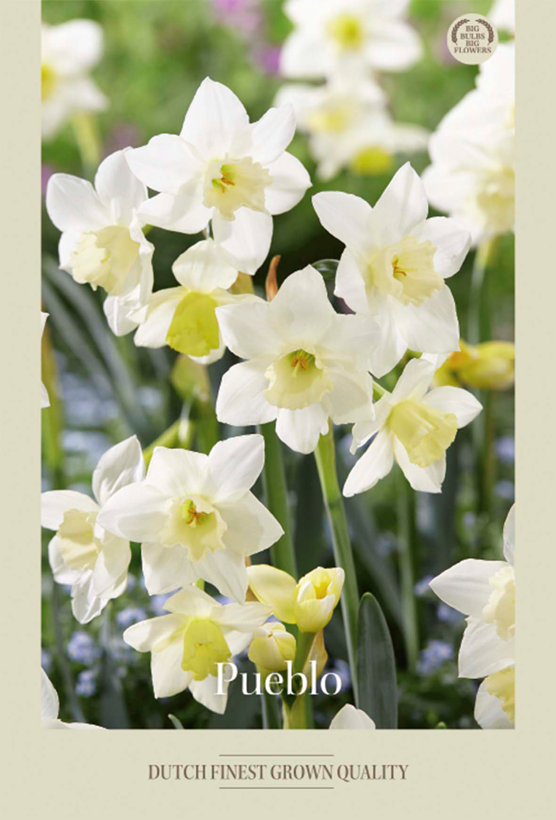Narciss Pueblo 7-pack