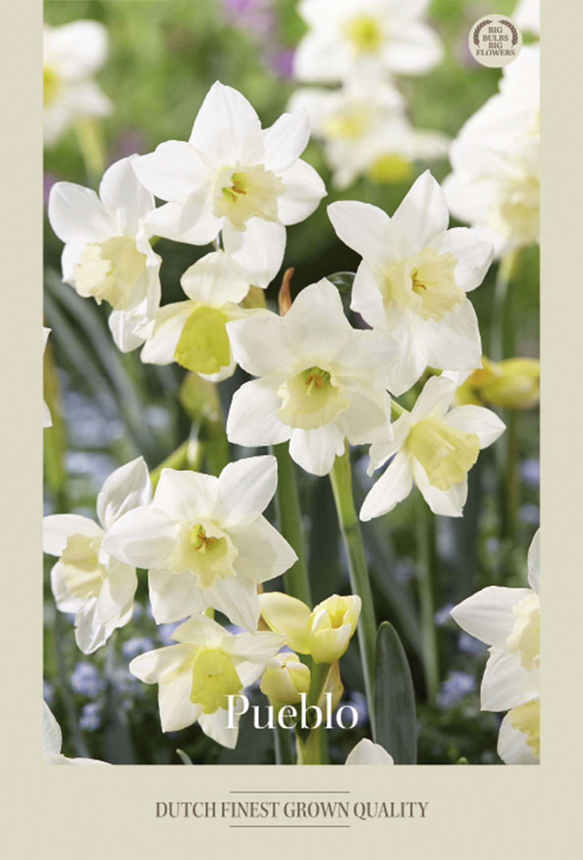 Narciss Pueblo 7-pack