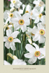 Narciss Recurvus 5-pack