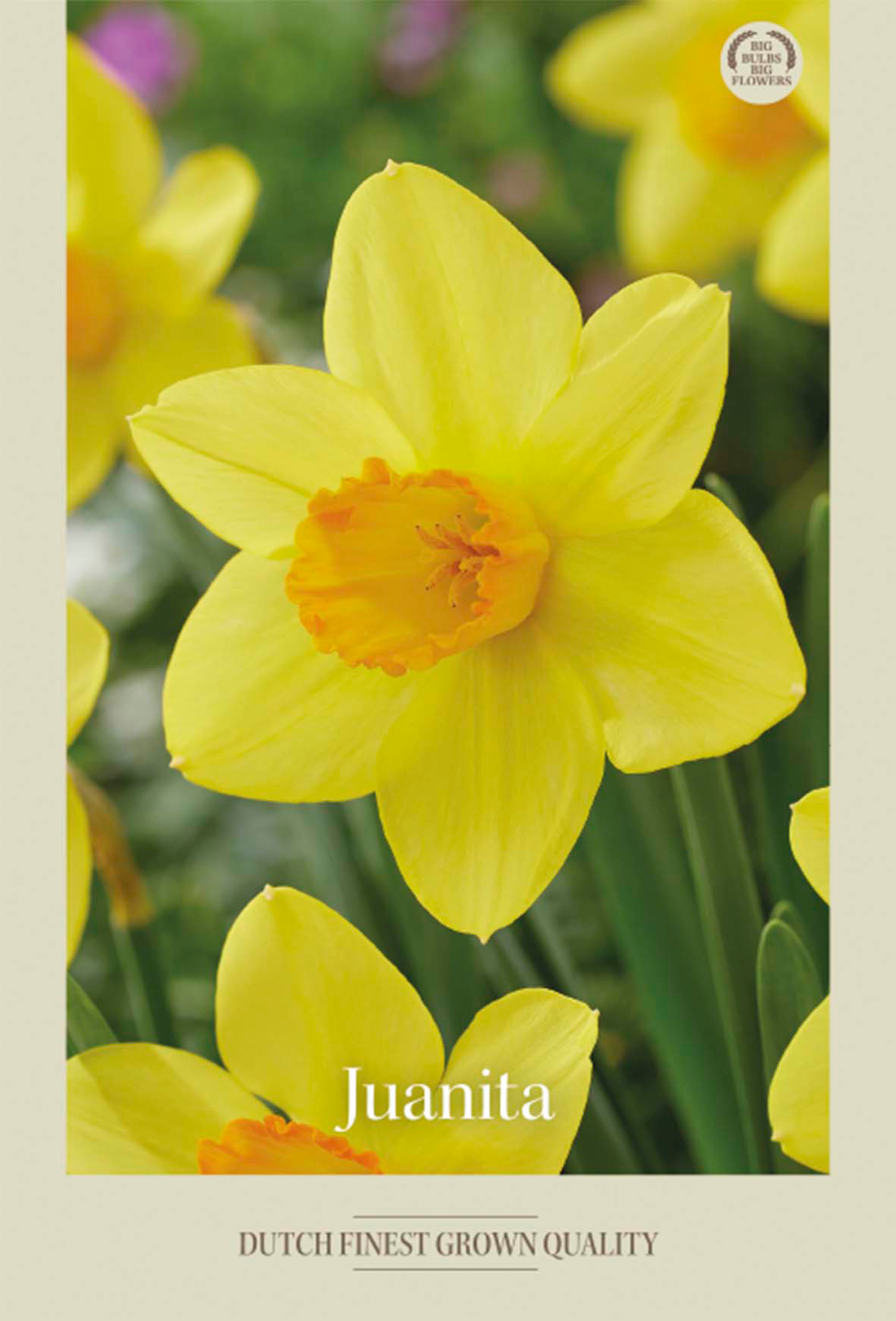 Narciss Juanita 5-pack
