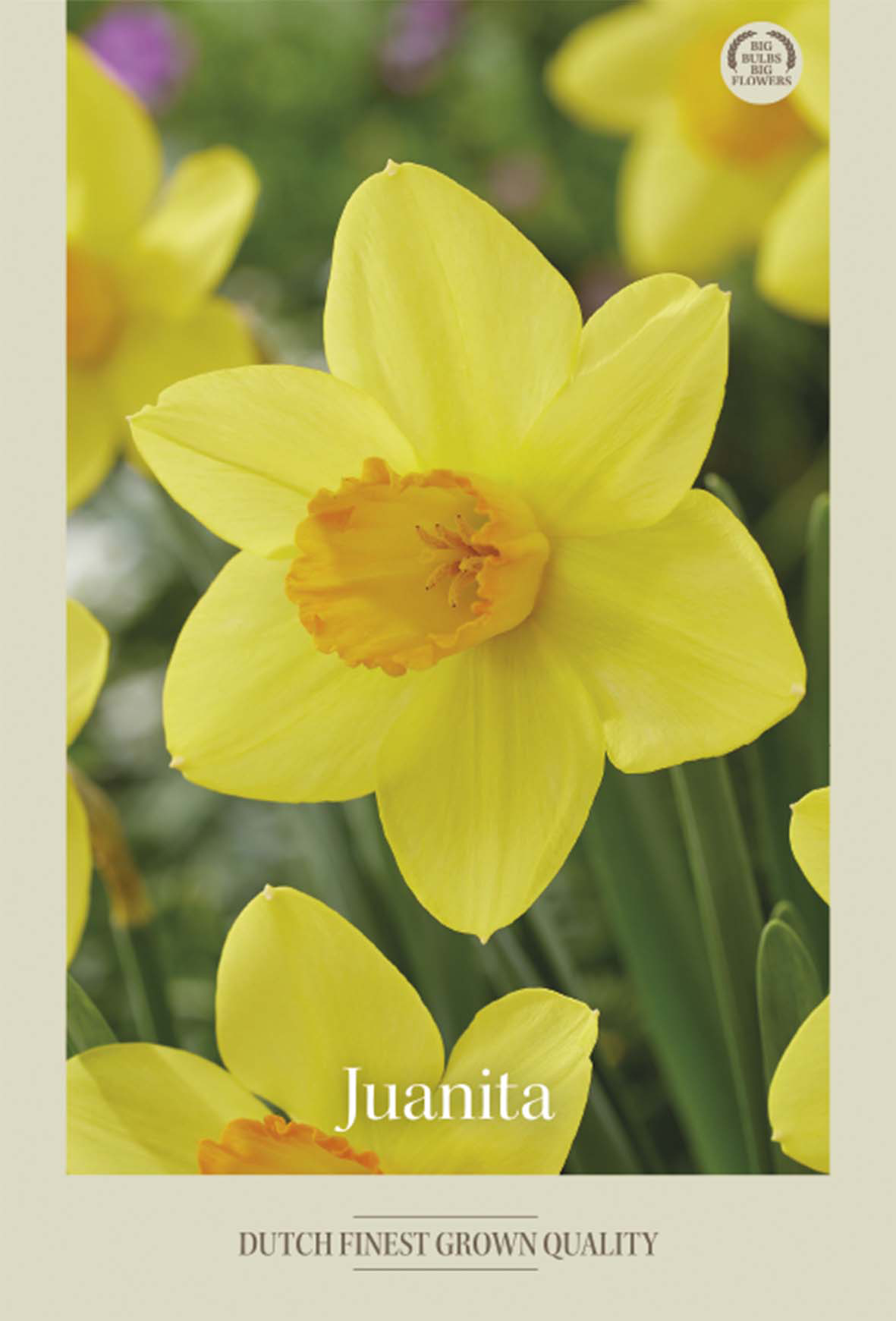 Narciss Juanita 5-pack