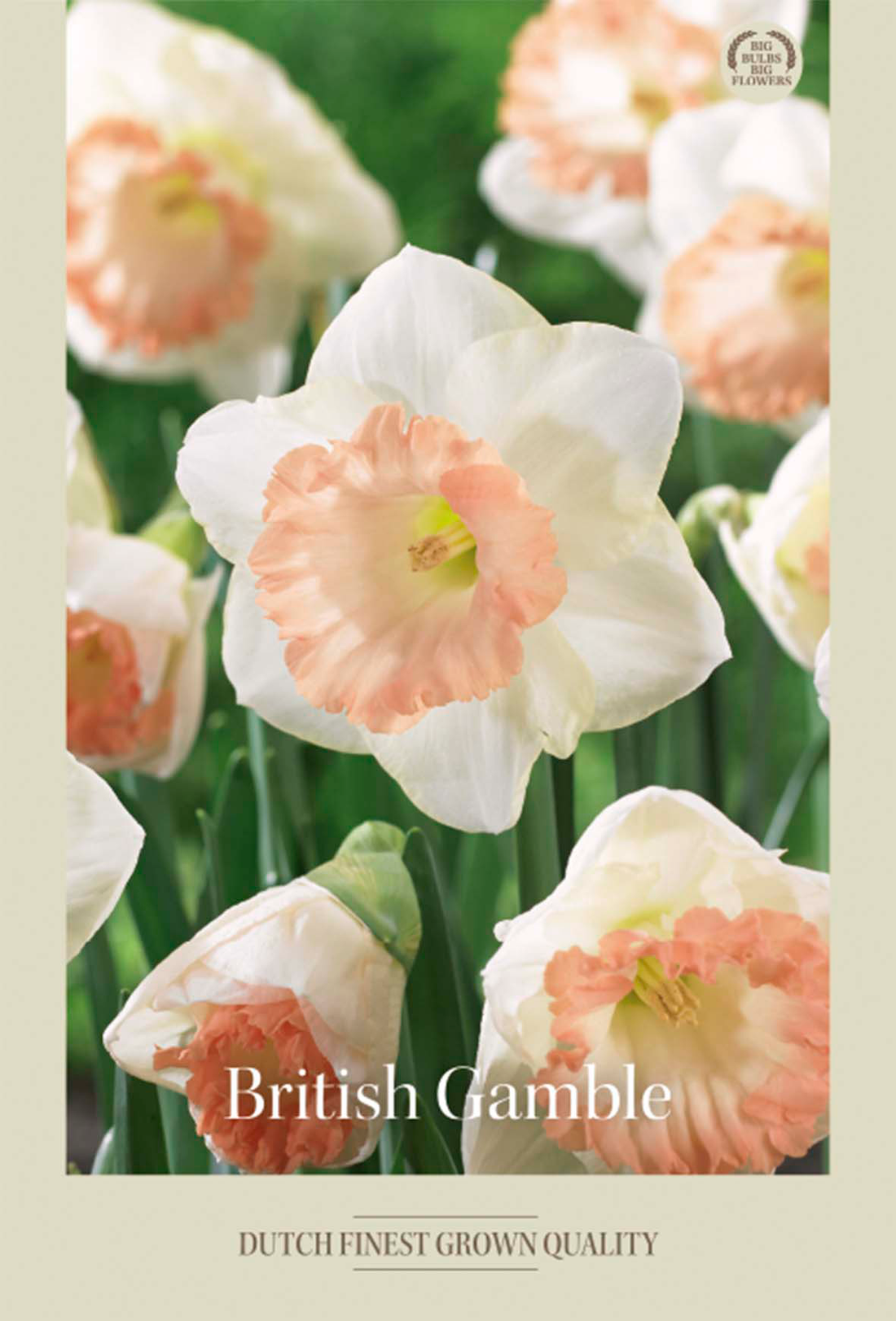 Narciss British Gamble 5-pack