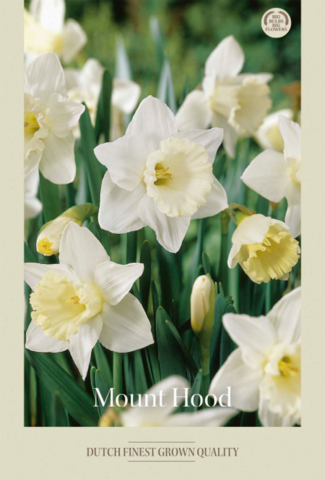 Narciss Mount Hood 5-pack