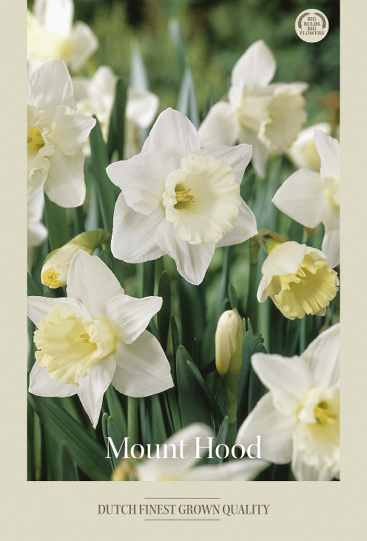 Narciss Mount Hood 5-pack