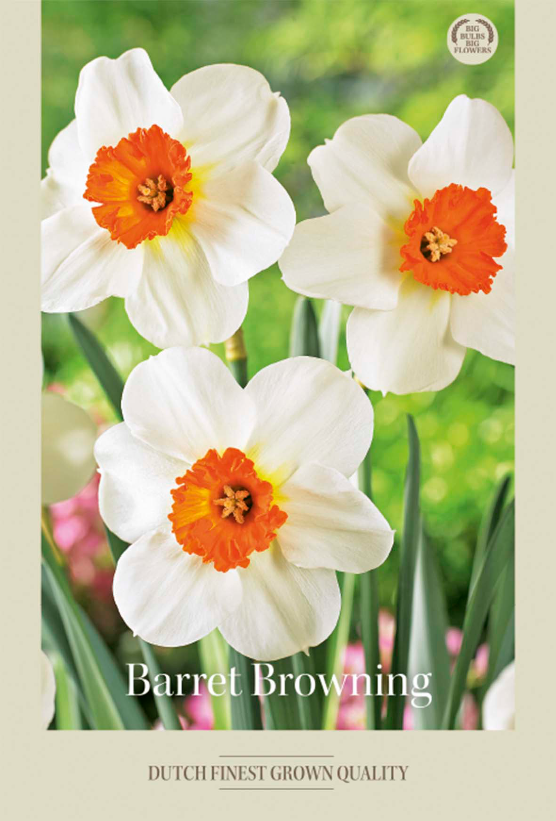 Narciss Barret Browning 5-pack