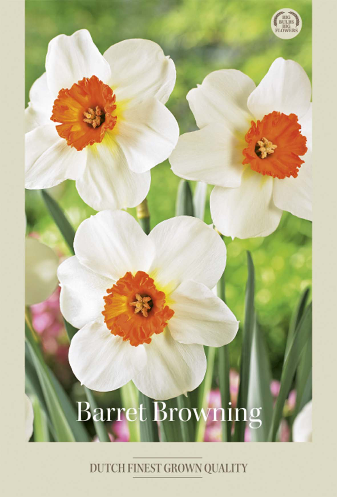 Narciss Barret Browning 5-pack