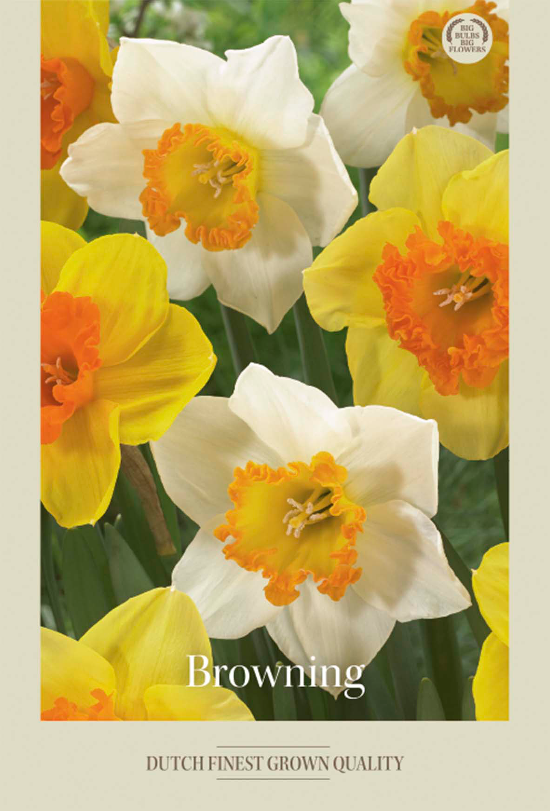 Narciss Browning 6-pack