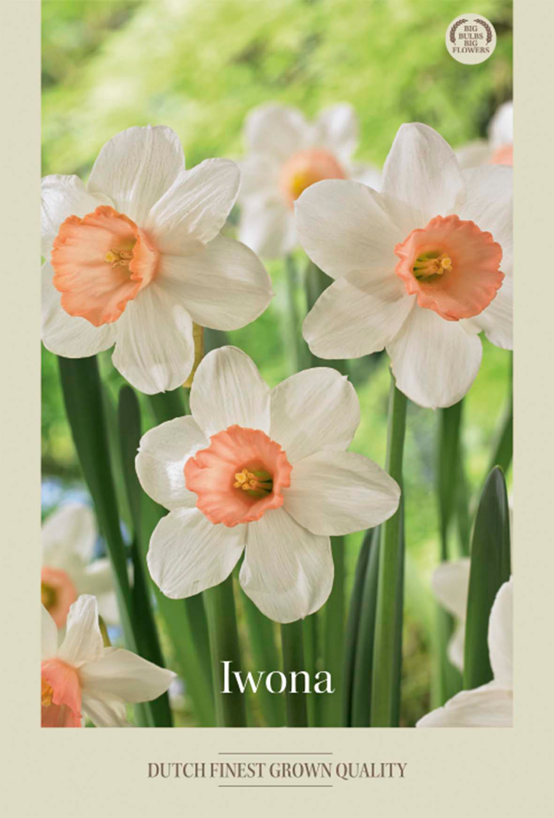 Narciss Iwona 5-pack
