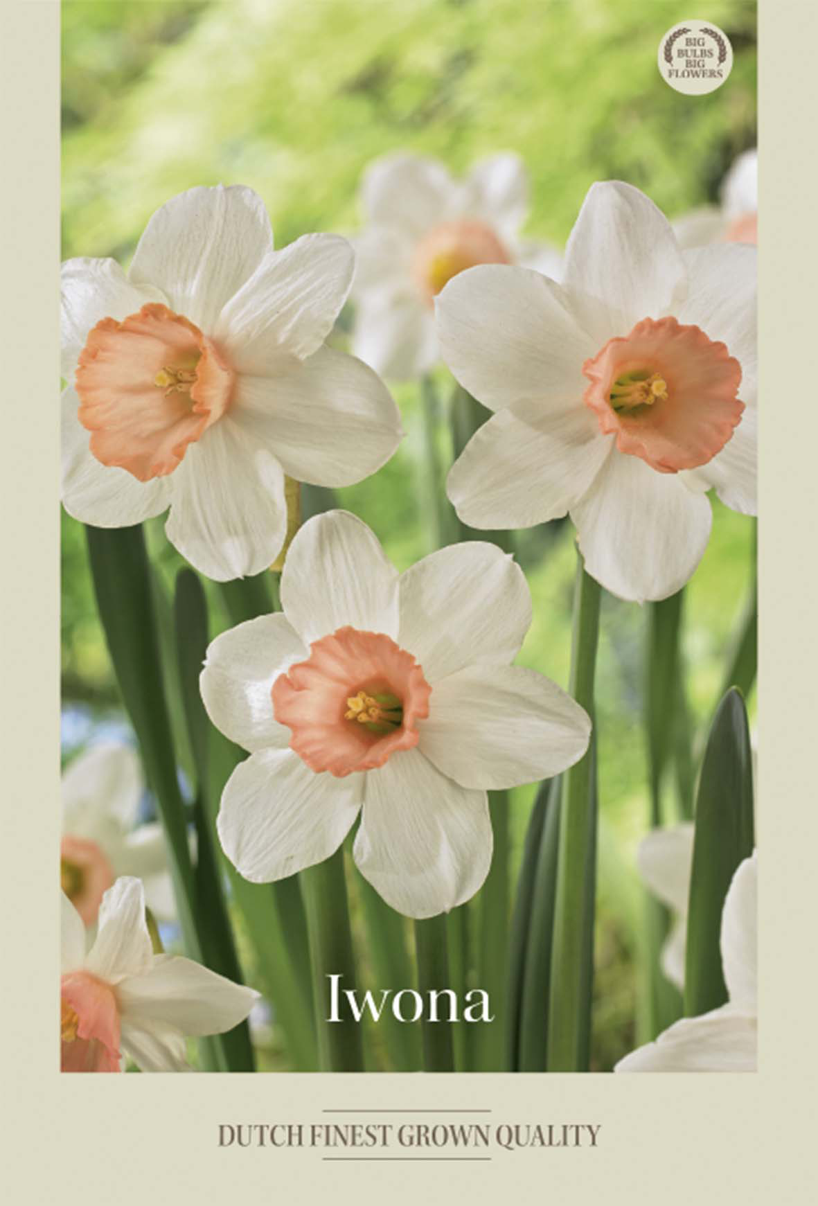 Narciss Iwona 5-pack