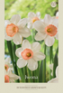 Narciss Iwona 5-pack