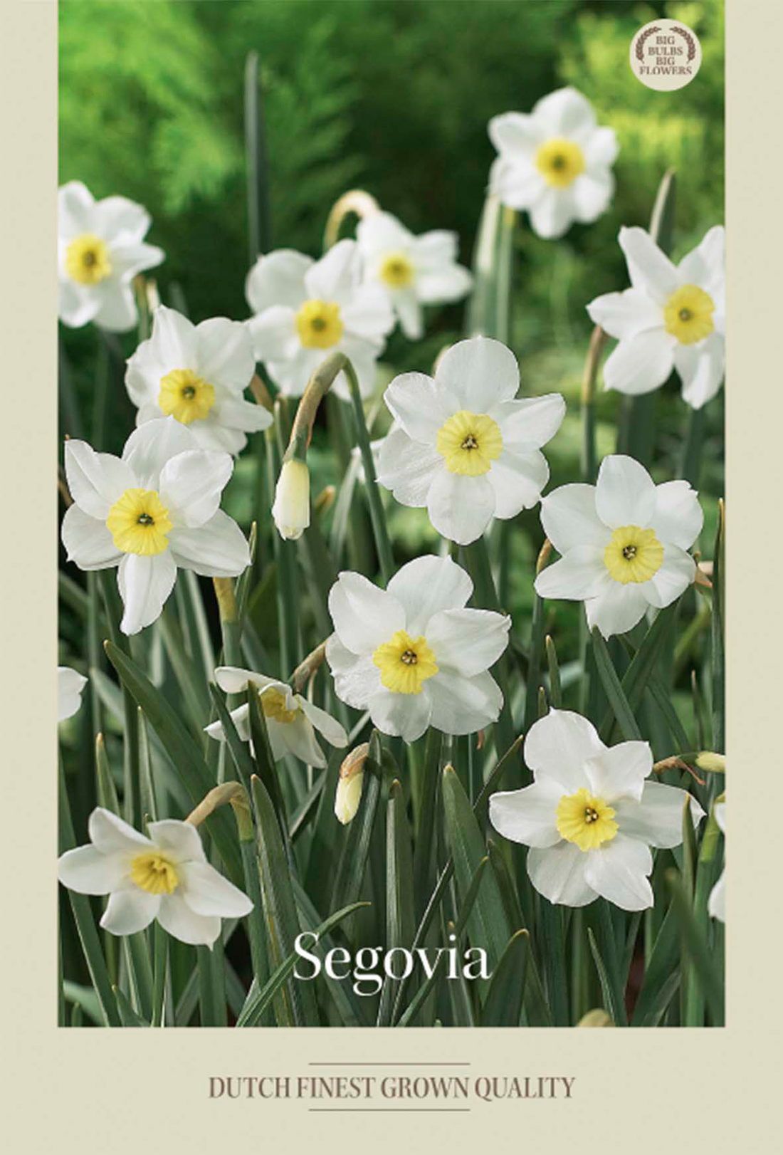 Narciss Segovia 5-pack
