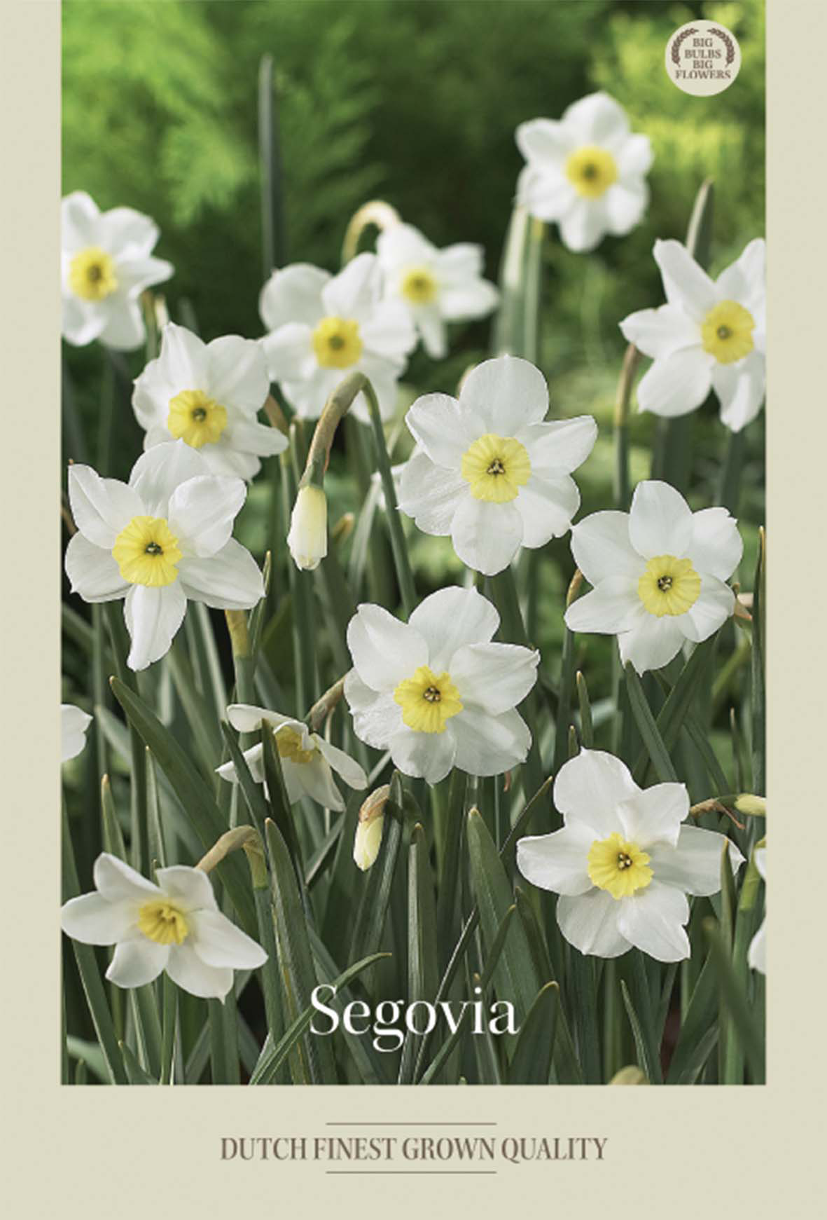 Narciss Segovia 5-pack