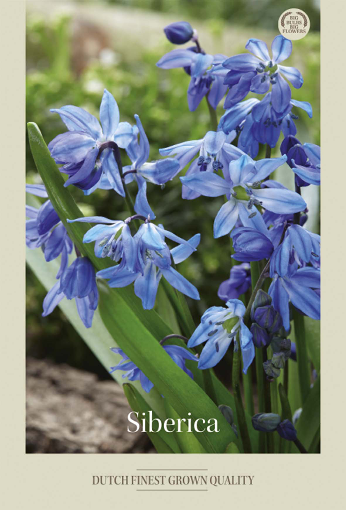 Scilla Siberica 15-pack