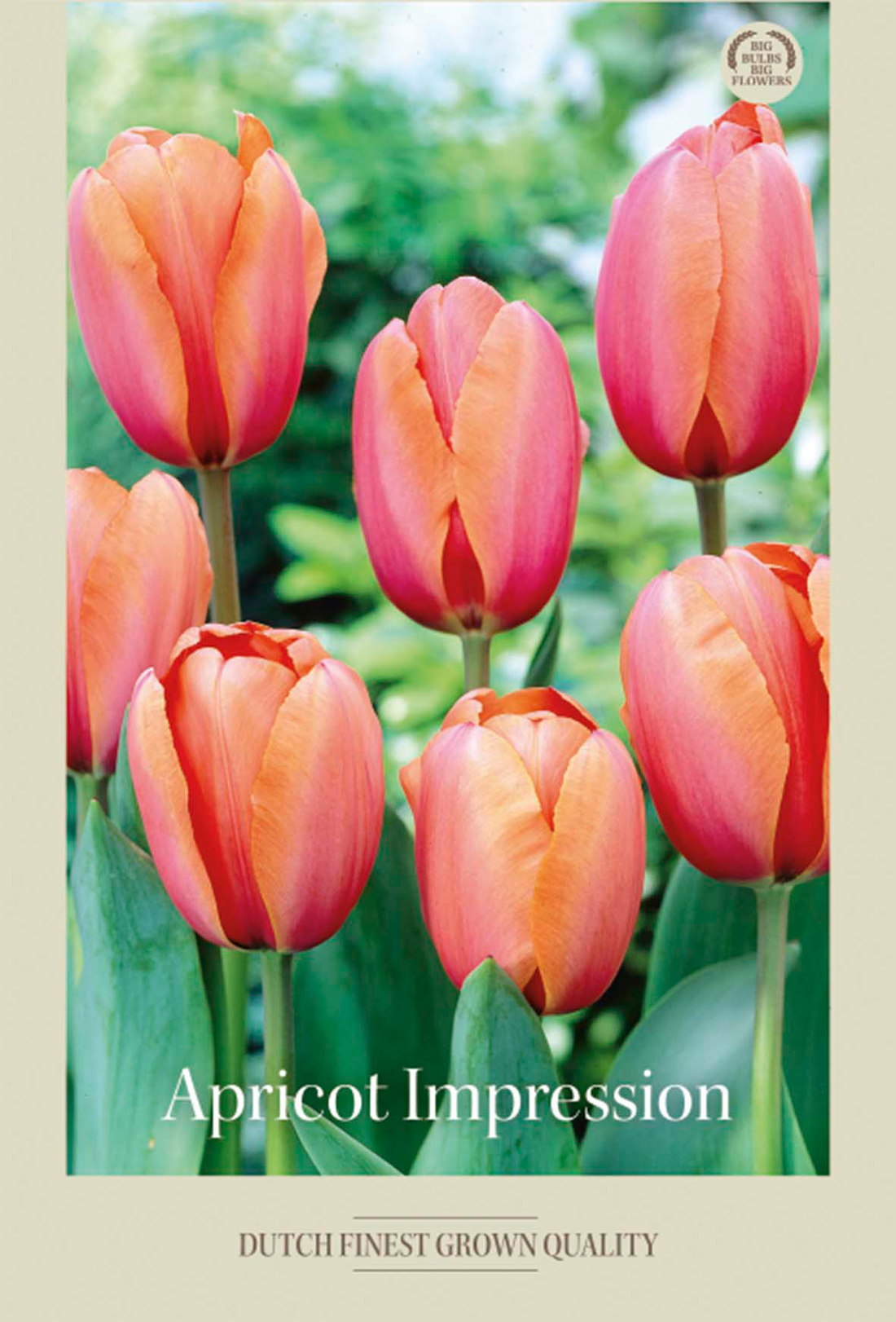 Tulpan Apricot Impression 7-pack