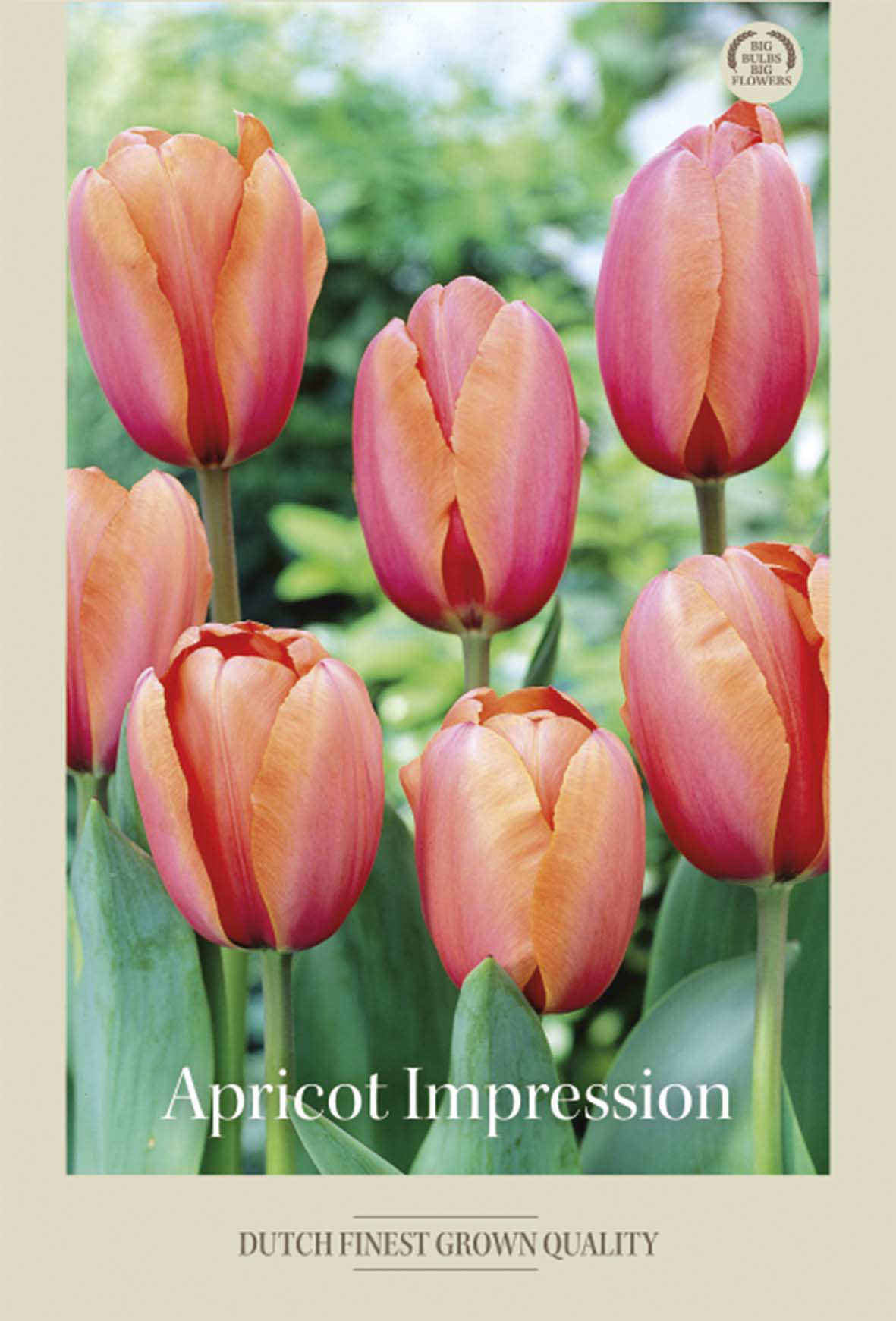 Tulpan Apricot Impression 7-pack