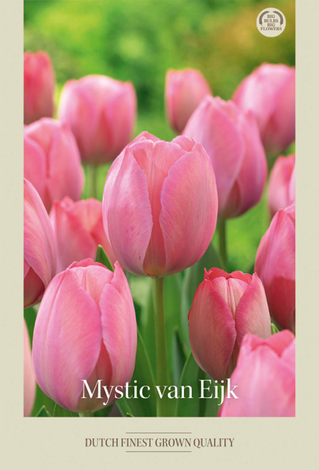 Tulpan Mystic van Eijk 7-pack