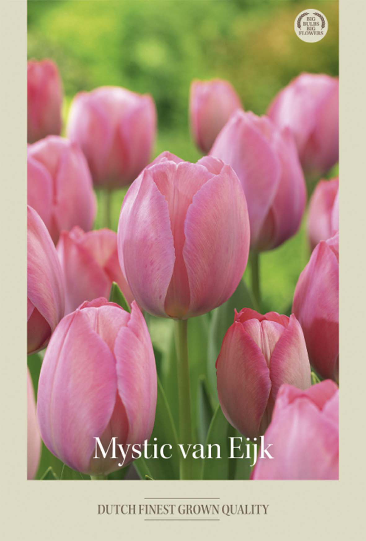 Tulpan Mystic van Eijk 7-pack