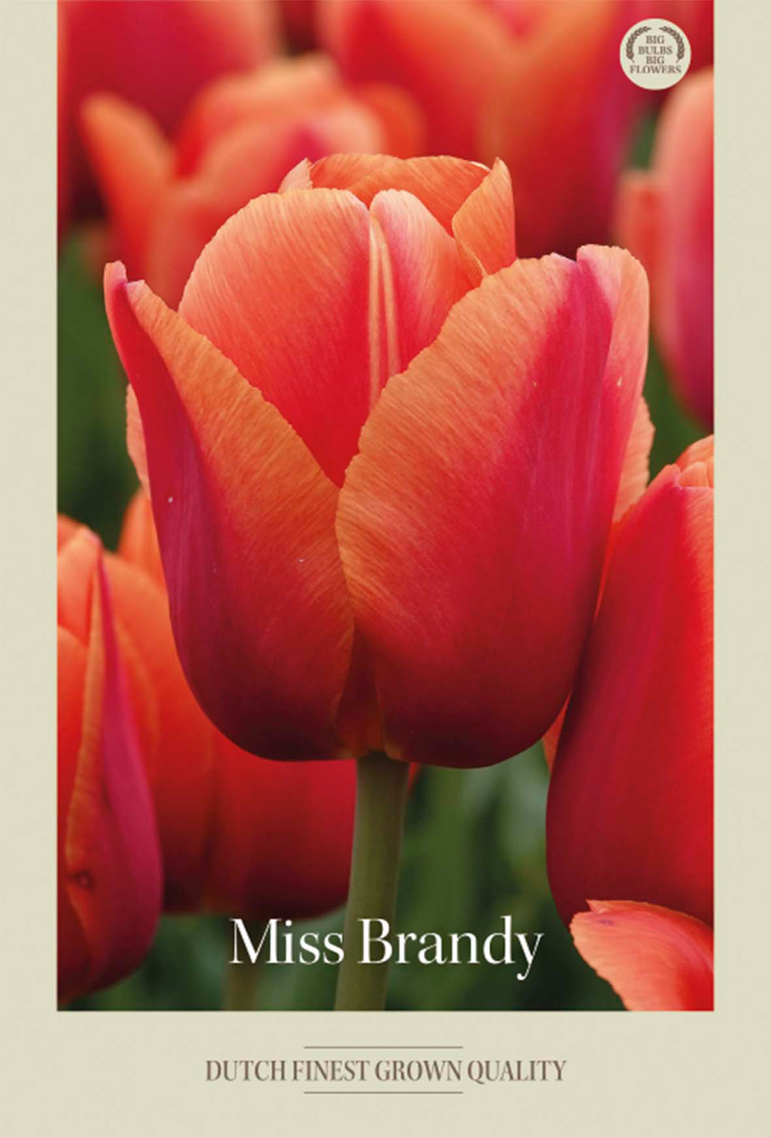 Tulpan Miss Brandy 7-pack