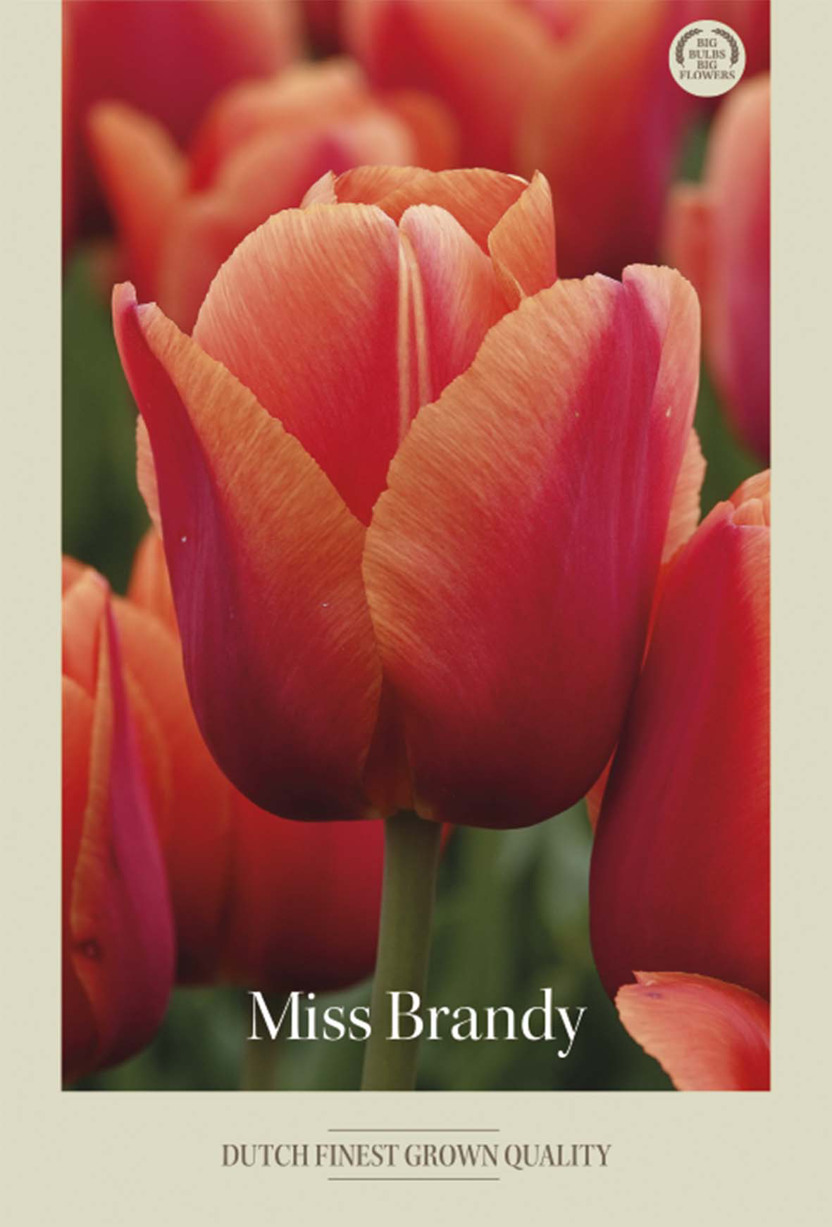Tulpan Miss Brandy 7-pack