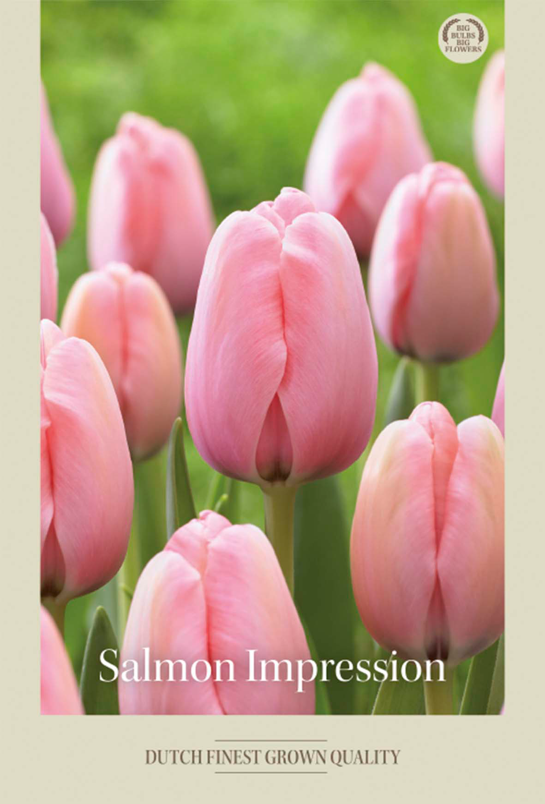 Tulpan Salmon Impression 7-pack