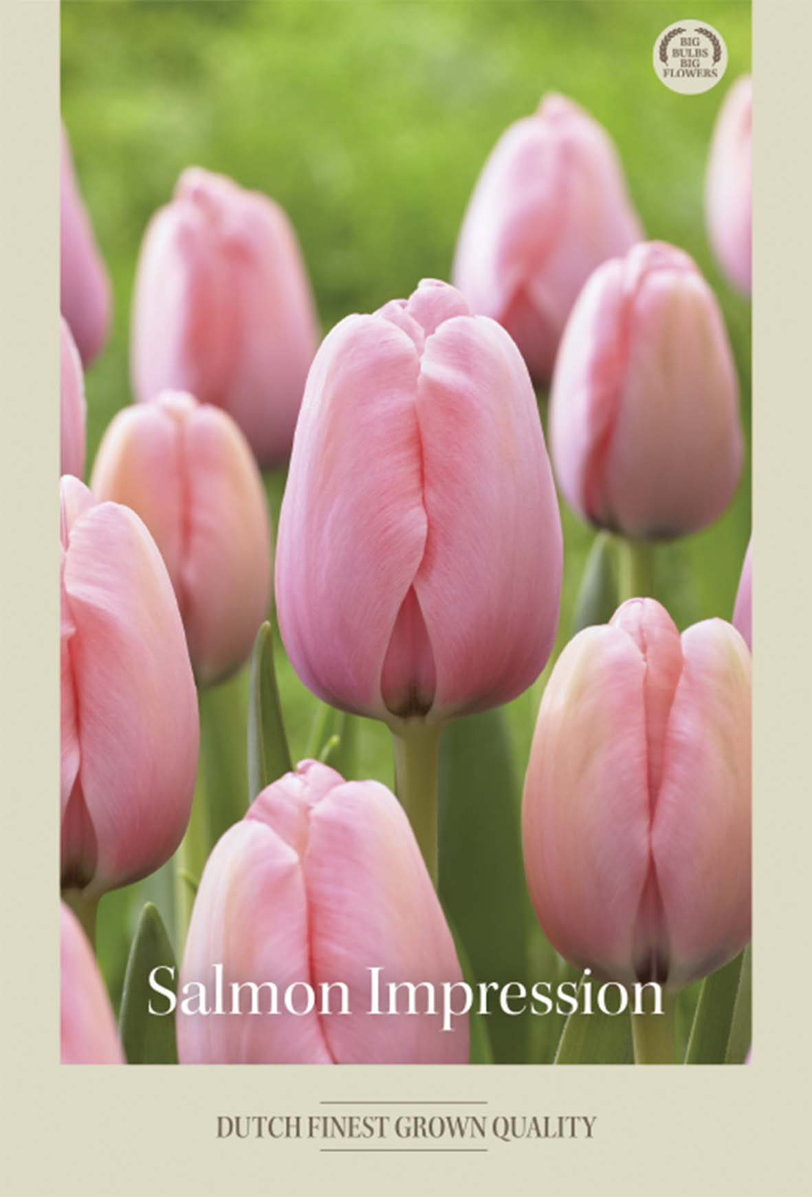 Tulpan Salmon Impression 7-pack