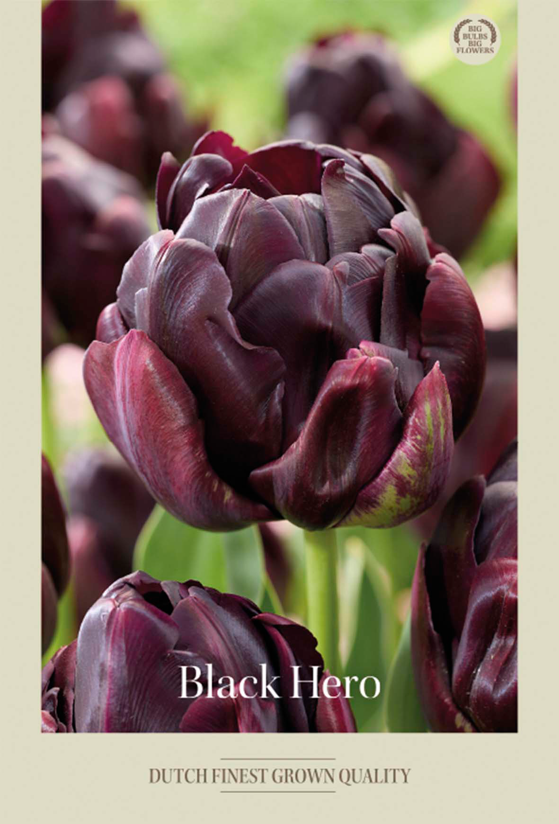 Tulpan Black Hero 7-pack